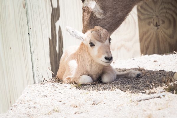 Blank Park Zoo Names Addax Calf After Our School!